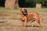 DOGUE DE BORDEAUX 393